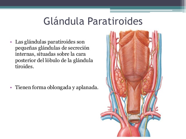 Glándulas Paratiroides 